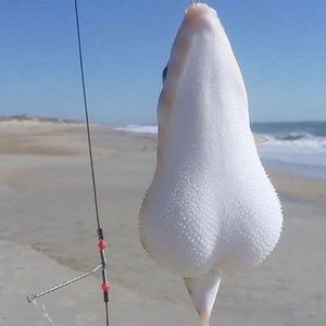 Meet your Posher, Darrell